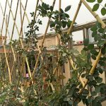 Bamboo fence 04