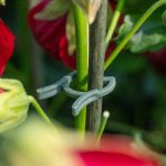 clip ring-2