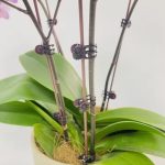 orchid clips-3