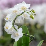 orchid hook-2