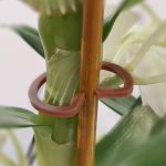 plant ring-2